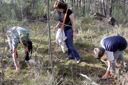 Recolección de setas.