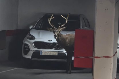 Un ciervo llega hasta el centro de Zamora y se mete en un aparcamiento del Casco Antiguo