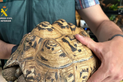 Uno de los animales exóticos intervenidos de la red de tráfico ilegal