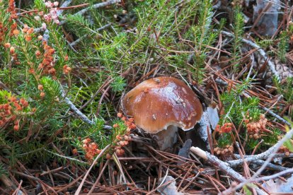 Ejemplar de boletus edulis en los montes de Soria.
