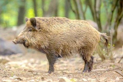 Jabalí en su medio natural.