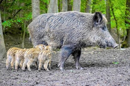 Una hembra de jabalí amamanta a sus cuatro rayones en el medio natural.