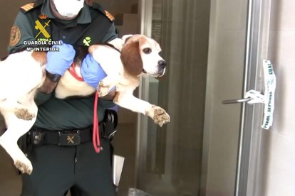 Detención de un criador de perros huido de la justicia en Burgos
