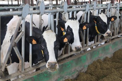 Granja de vacuno de leche en la provincia de Palencia en una imagen de archivo