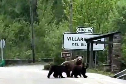 Los vecinos de Villarino del Sil (León) vuelven a ver deambular a la osa con varios oseznos.-LA 8 BIERZO