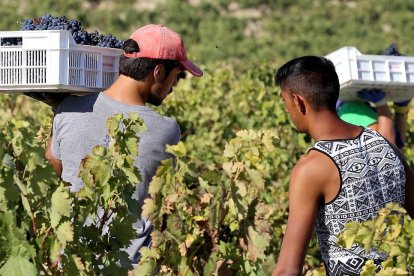 Jornaleros recogen uva en una campaña de vendimia en un majuelo de la Ribera del Duero.