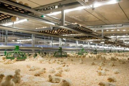 Imagen de una granja de pollos.