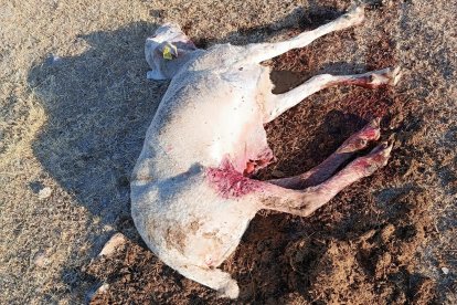 Una de las ovejas atacadas por los lobos