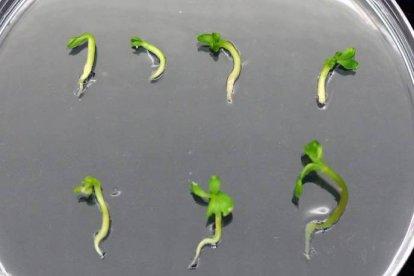 Brotes de fresno en una placa de laboratorio.