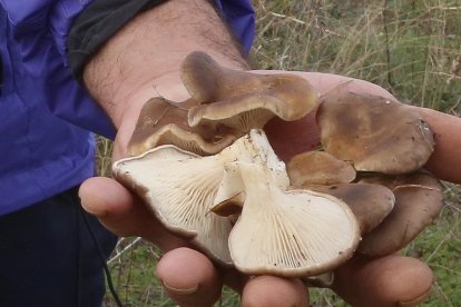 Un setero con una cesta de mimbre recoge setas de cardo