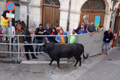 La villa de Cuéllar celebra el tercer encierro de sus fiestas en honor a la Virgen del Rosario, con toros de la ganadería de Fuente Ymbro.- ICAL