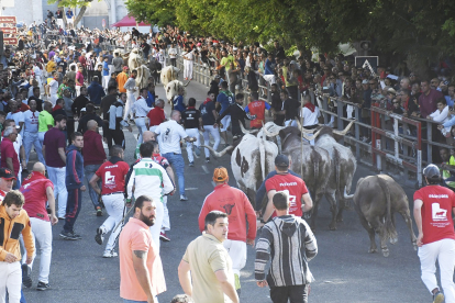 La villa de Cuéllar celebra el primer encierro de las Fiestas en honor a la Virgen del Rosario 2023, con toros de la ganadería jienense de Aráuz de Robles.- ICAL