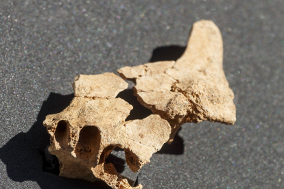 Resto humano hallado en Atapuerca. -ICAL