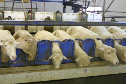 El 80% de las granjas de ovino y caprino adheridas al programa contra la agalaxia contagiosa han dado negativo a todas las pruebas. / HDS
