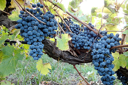 Racimos de uvas tintas en una explotación vitivinícola. - PQS / CCO