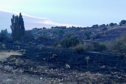Incendio forestal en Honrubia de la Cuesta en Segovia. - ICAL
