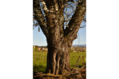 El fotógrafo cacabelense Samuel Núñez realiza un trabajo sobre la corteza de los árboles del Bierzo.- ICAL