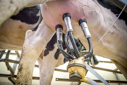 Una ordeñadora automática extrae la leche de una vaca en una explotación ganadera.  PQS / CCO