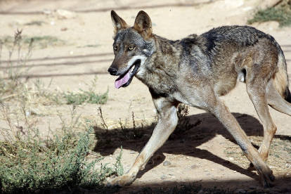 Un ejemplar de lobo en un paraje de la provincia de Ávila. / ICAL