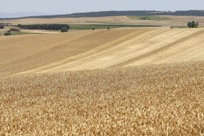 Campos de cereal en Castilla y León. E.M.