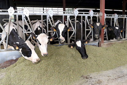 Vacas estabuladas se alimentan en una explotación lechera de la provincia de Palencia. El número de granjas ha disminuido más de un 6% en el último año en Castilla y León. - BRÁGIMO
