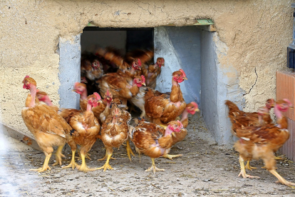Pollos de corral salen a toda prisa de su gallinero en una granja en una imagen de archivo. E.M.