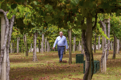 Carlos Moro camina por el viñedo de Viña Caeira, en altura, característico de la DO Rías Baixas. B. F. M.