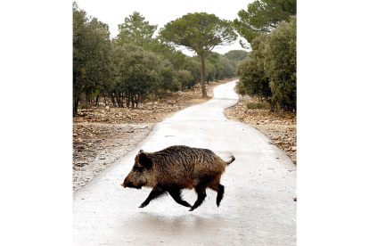 Un jabalí cruza una carretera comarcal en Castilla y León. E. margareto / ICAL