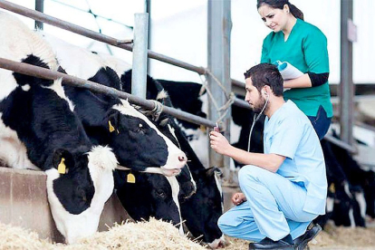 Un veterinario examina el estado sanitario del ganado en una granja de vacuno. / ocv