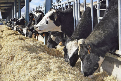 Vacas en una de las explotaciones que, desde la provincia de Ávila, ha participado en el proyecto. - COBADÚ