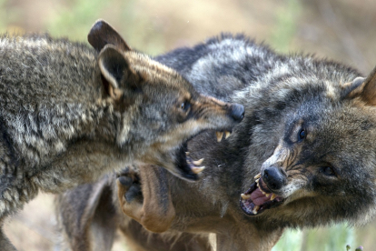 Una pareja de lobos semisalvajes.- ICAL