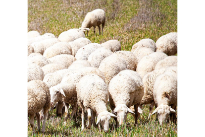 Rebaño de ovejas en la provincia. -MARIO TEJEDOR