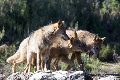 Imagen de archivo de tres lobos ibéricos en la montaña. / EUROPA PRESS