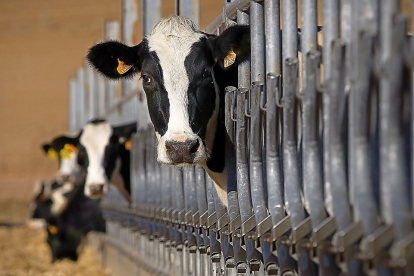 Vacas lecheras miran a la cámara en una explotación ubicada en la provincia de Salamanca. - Enrique Carrascal
