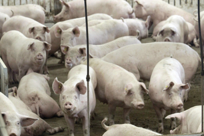 El 40% de las granjas de porcino se sitúan en Salamanca. | VALENTÍN GUISANDE