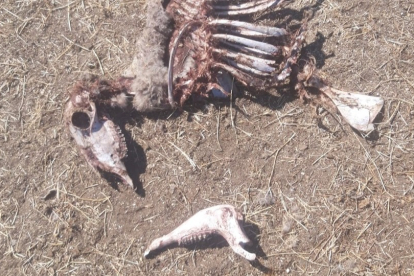 Cadáver de una de las ovejas atacadas.- E. M.