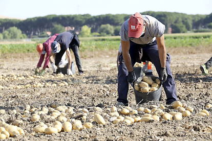 Jornaleros recogen patatas en una explotación de Villamarciel (Valladolid) en una campaña anterior. ICAL