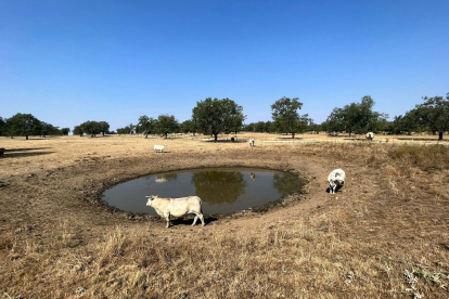 La sequía está poniendo en jaque a las explotaciones agrícolas y ganaderas de toda Castilla y León.- ICAL