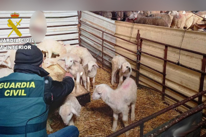 Tres detenidos por sustraer corderos lechales en Cembranos. | ICAL