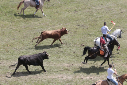 Miles de personas acuden al monte Valonsadero para presenciar la salida de doce toros y la traída del ganado hasta la plaza de toros de la ciudad.-GONZALO MONTESEGURO / MARIO TEJEDOR