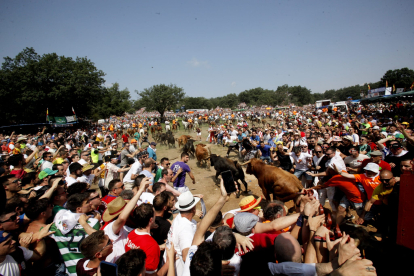 Miles de personas acuden al monte Valonsadero para presenciar la salida de doce toros y la traída del ganado hasta la plaza de toros de la ciudad.-GONZALO MONTESEGURO / MARIO TEJEDOR
