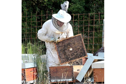 Un apicultor inspecciona una colmena en la localidad palentina de Celada de Robledecedo. Brágimo / ICAL