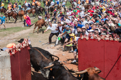 Miles de personas acuden al monte Valonsadero para presenciar la salida de doce toros y la traída del ganado hasta la plaza de toros de la ciudad.-ICAL