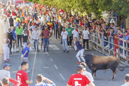 La villa de Cuéllar celebra el cuarto encierro, declarados Fiesta de Interés Turístico Internacional, con toros de la ganadería de Valdemoro.- ICAL