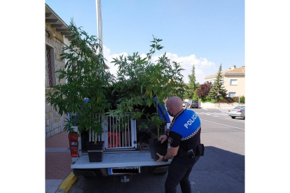 Plantas de cannabis incautadas por la Policía Local de Ávila. - AYUNTAMIENTO DE ÁVILA