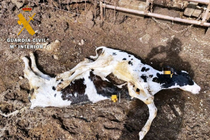 Investigado un ganadero de Casavieja (Ávila), después de aparecer en su explotación 22 vacas muertas