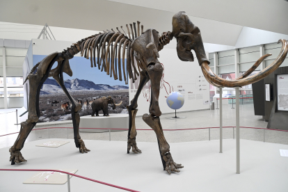 Presentación de la exposición temporal 'Un mamut en Burgos' por parte del consejero de Cultura, Turismo y Deporte, Gonzalo Santonja, y el director científico del MEH y comisario de la exposición, Juan Luis Arsuaga.-ICAL