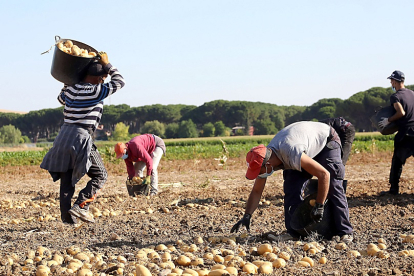 Recogida manual de patatas en un campo de cultivo de Castilla y León. Rubén Cacho / ICAL