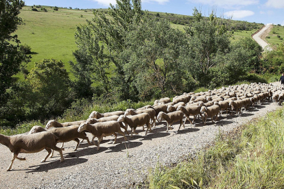 Pastores trashumantes llegan con el ganado a la localidad de Oncala en la provincia de Soria. E.M