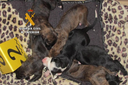 Cachorros de galgos recién nacidos abandonados en Toro (Zamora).- GUARDIA CIVIL DE ZAMORA.